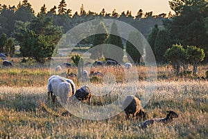 Sheep from the Island Gotland