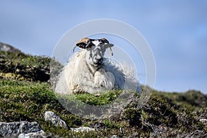 A sheep on the Isle of Harris, Outer Hebrides