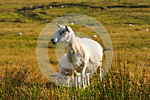 Mama Sheep & Lamb
