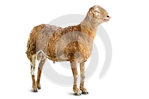 Sheep isolated