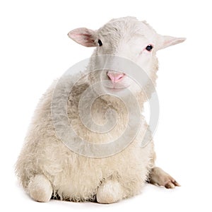 Sheep isolated on white