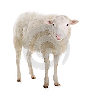 Sheep isolated on white