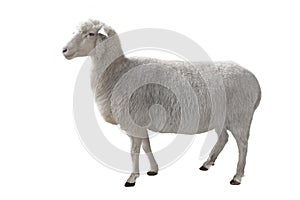 Sheep isolated on white