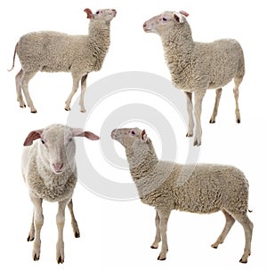 sheep isolated on a white background