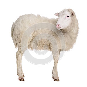 Sheep isolated on white