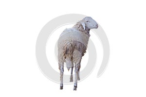 Sheep isolated on white background