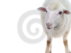 Sheep isolated on white background