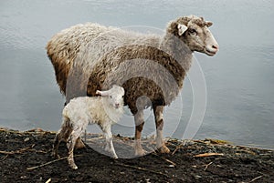 A sheep with its little lamb.