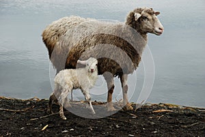 A sheep with its little lamb.