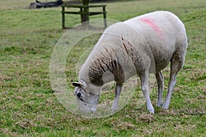 Sheep at Jervaulx Abbey, East Witton, near Ripon, North Yorkshire,, England UK