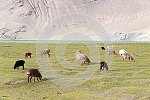 Sheep at Karakul Lake in Pamir Mountains, Akto County, Kizilsu Kirghiz, Xinjiang, China.