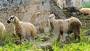 Sheep in Kayakoy village `ghost town`, Turkey