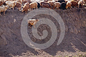 Sheep of Kazakh herdsmen