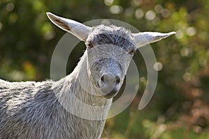 Sheep at La Palma