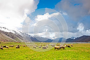 Sheep at Lago del Matese photo