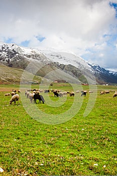 Sheep at Lago del Matese photo