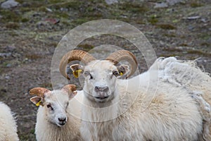 Sheep with lam in the Icelandic rural countryside landscape