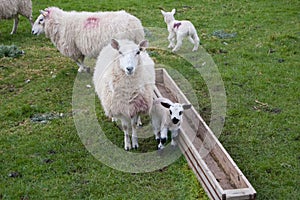 Sheep and lamb