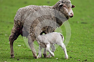 Sheep and Lamb photo