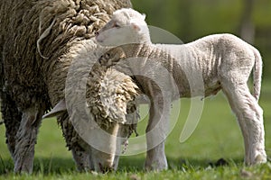 Sheep - Lamb