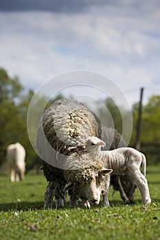 Sheep - Lamb