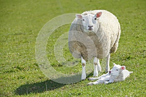 Sheep and lamb photo