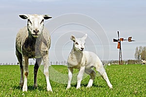 Sheep and lamb