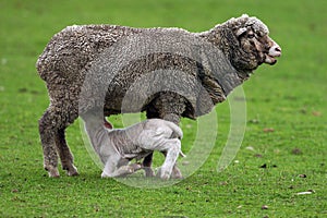 Sheep and Lamb 2 photo