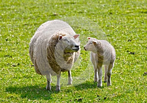 Sheep and lamb