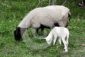 Sheep lamb