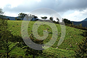 Sheep lamb animal livestock meadow landscape grass