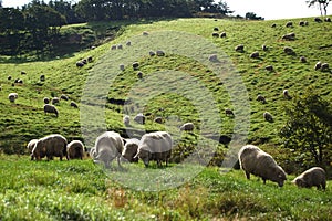 Sheep lamb animal livestock meadow landscape grass