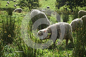 Sheep lamb animal livestock meadow landscape grass