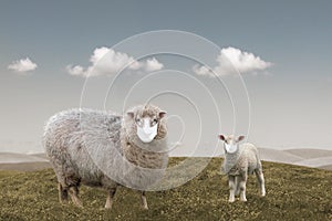 Sheep lamb animal wearing mask, ecology and  disease concept