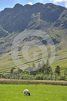 Sheep and lamb beneath Haystacks