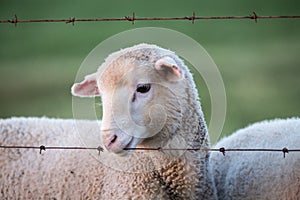 Sheep lamb biting fence