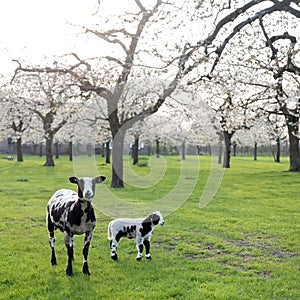 sheep and lamb in blooming cherry orchard in spring near utrecht in the netherlands
