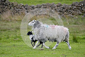 Sheep and lamb in Dunnerdale