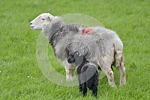 Sheep and lamb in Dunnerdale