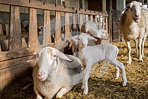 Sheep or lamb family organic farming and lambing milk industry