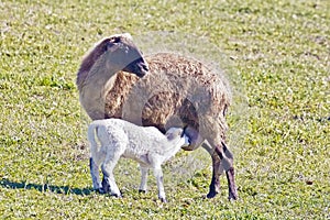 Sheep and lamb
