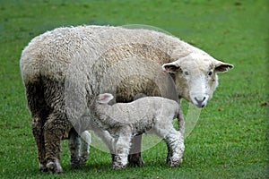 Sheep with lamb on the forgotten world highway, New Zealand