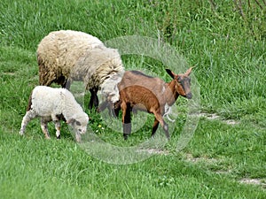 Sheep, lamb and goat graze on the grass