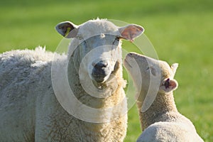 Sheep and lamb
