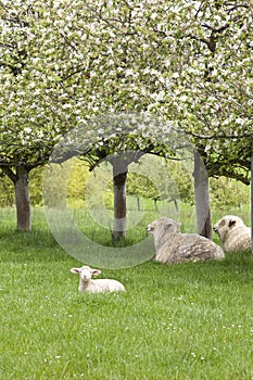 Sheep and lamb on green grass under flowering fruit trees in spring, Upper Moutere, South Island, New Zealand