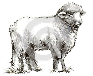 Sheep. Lamb. hand drawn sketch farm animal