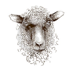 Sheep lamb head. Animal mammal portrait. Ink drawing