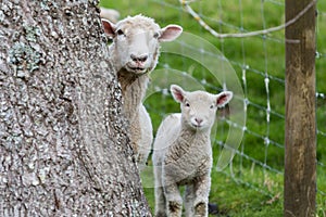 Sheep Lamb photo