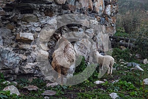 Sheep and lamb licking salt from stones of destroyed svan tower in Adishi village Svaneti Georgia