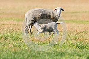 Sheep and Lamb Livestock on a Farm